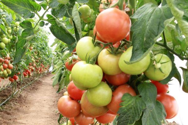 มะเขือเทศแมกนัส