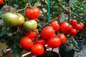 ลักษณะของมะเขือเทศแมกนัสและแนวทางการปลูก