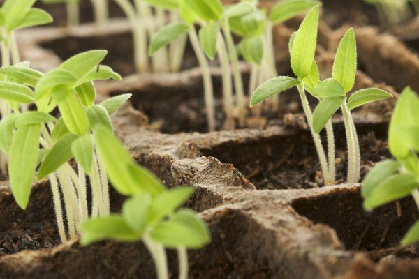 ต้นกล้ามะเขือเทศ