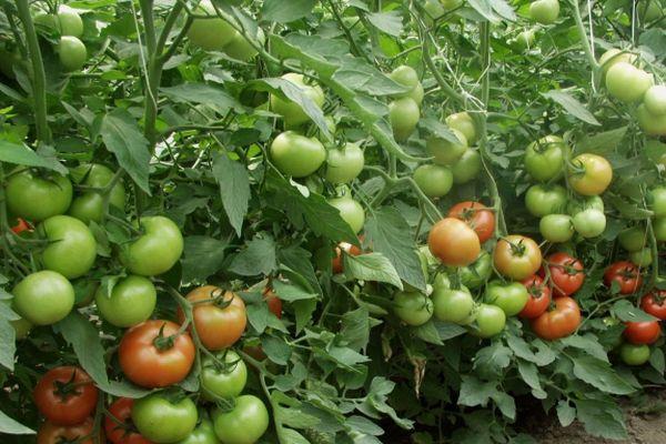 ต้นมะเขือเทศ