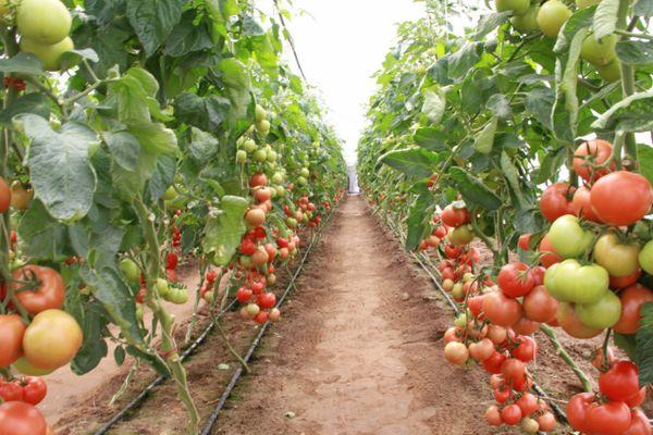 การปลูกมะเขือเทศ