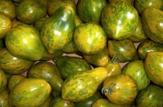 มะเขือเทศลูกผสม