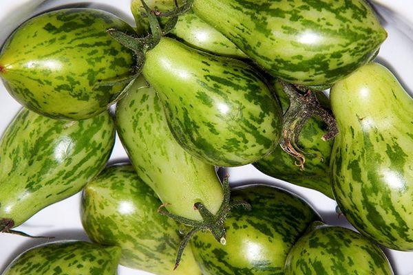 Tomates verdâtres