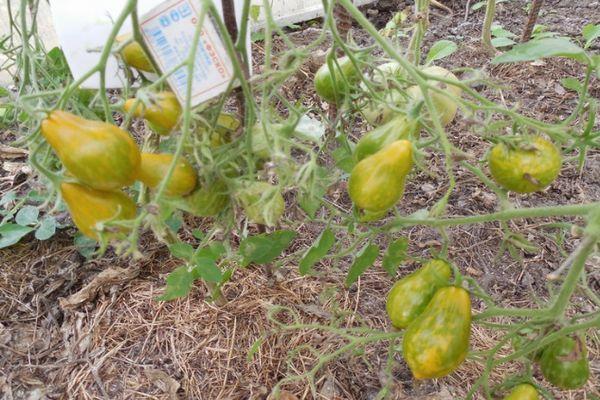 Cultiver des tomates