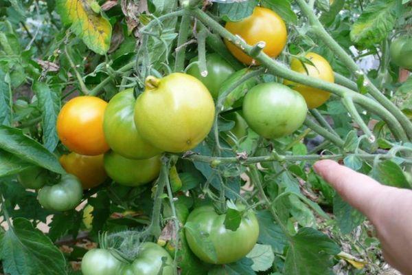 Tomates Maximka