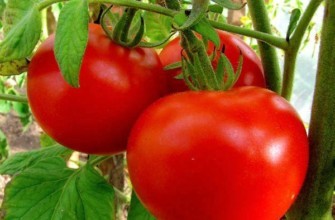 มะเขือเทศขนาดใหญ่