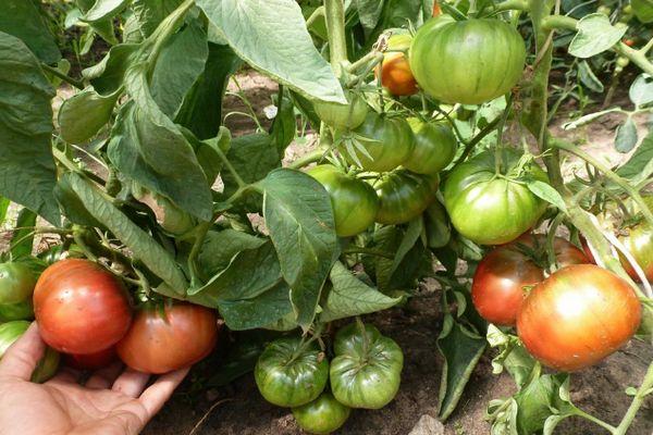 Cultiver des tomates