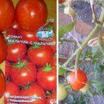 เมล็ดมะเขือเทศ