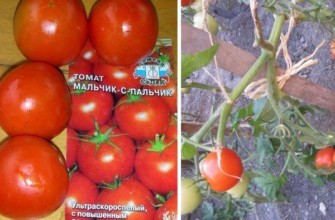 เมล็ดมะเขือเทศ