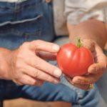 มะเขือเทศทรงกลม