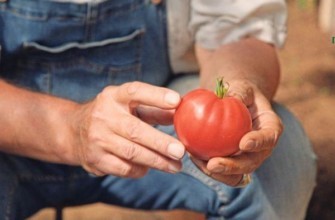 มะเขือเทศทรงกลม