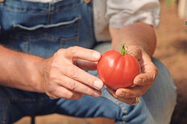 มะเขือเทศทรงกลม