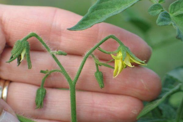 ดอกมะเขือเทศ