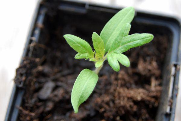 ต้นกล้ามะเขือเทศ