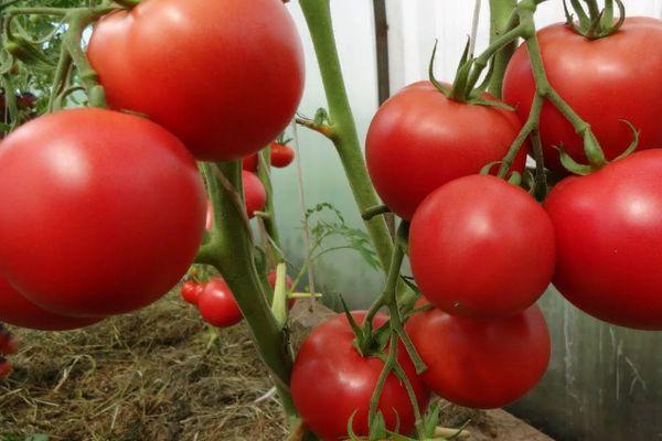 มะเขือเทศในเรือนกระจก