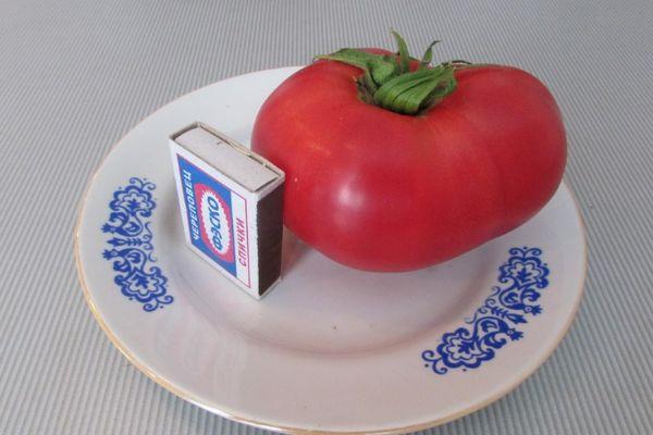 มะเขือเทศลูกใหญ่