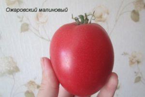 ลักษณะของมะเขือเทศราสเบอร์รี่ Ozharovsky และเทคนิคการเพาะปลูก