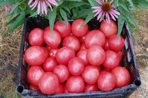 มะเขือเทศในกล่อง