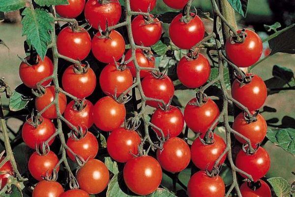tomates Malvina