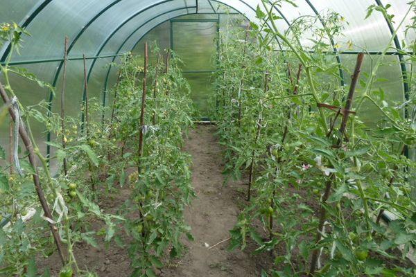Tomates en serre