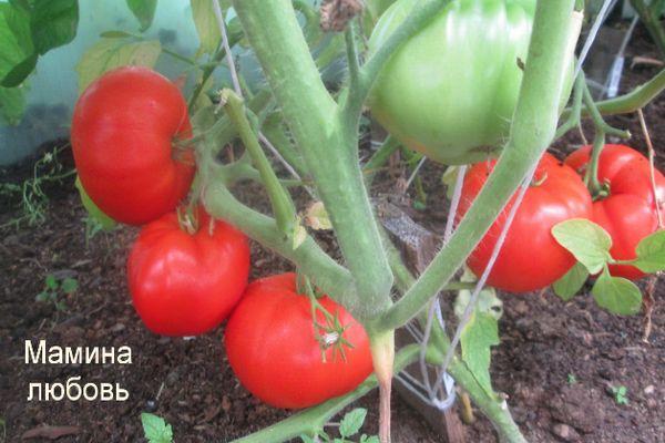 ต้นมะเขือเทศ