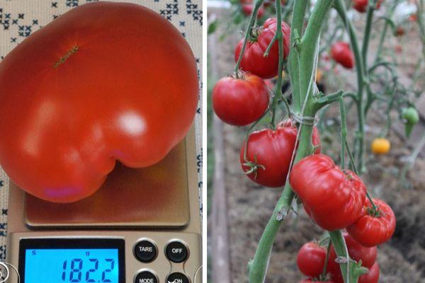 การชั่งน้ำหนักมะเขือเทศ
