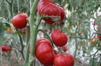 แปรงมะเขือเทศ