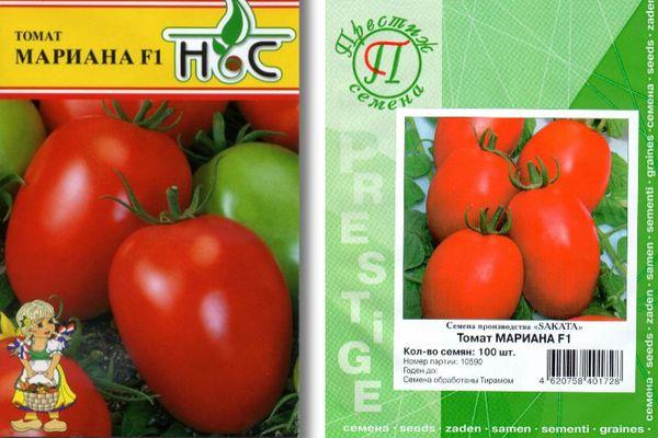 graines de tomates
