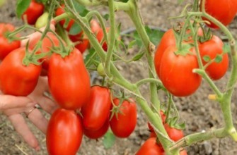 มะเขือเทศผลยาว