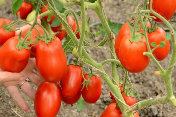 Tomates à fruits longs