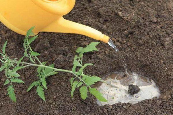 การรดน้ำมะเขือเทศ