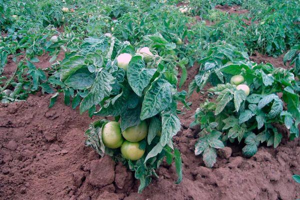 ต้นมะเขือเทศ