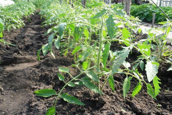 ถั่วงอกมะเขือเทศ