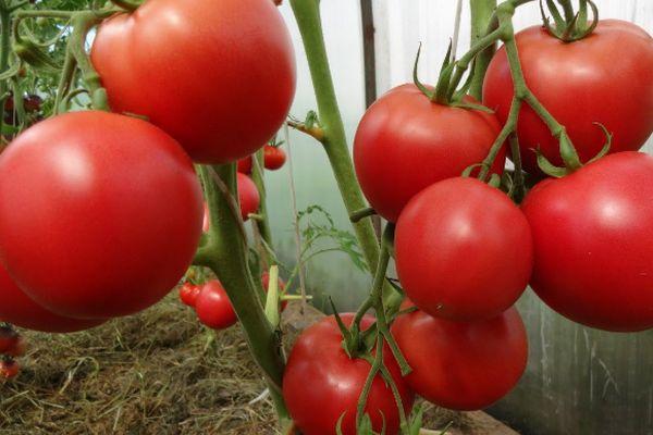 มะเขือเทศมาร์ควิส