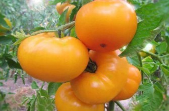 มะเขือเทศสีเหลือง