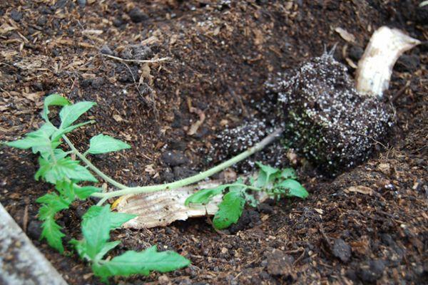 ต้นกล้ามะเขือเทศ