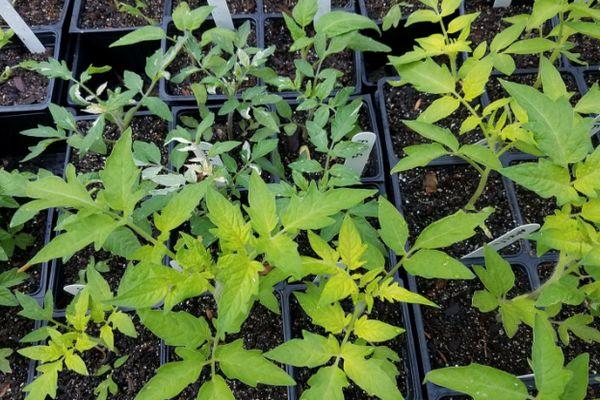 ต้นกล้ามะเขือเทศ