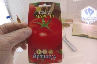 เมล็ดมะเขือเทศ