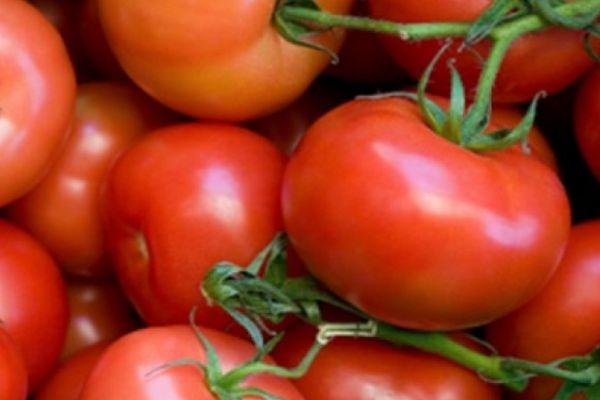 มะเขือเทศมาร์ส