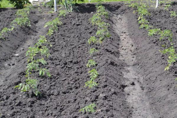 ต้นกล้ามะเขือเทศ