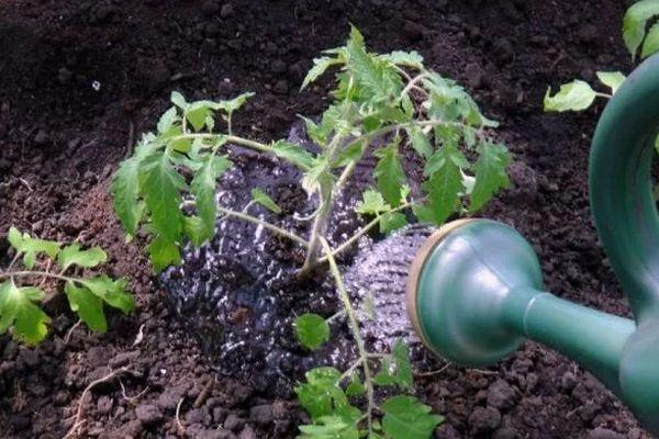 การรดน้ำต้นไม้