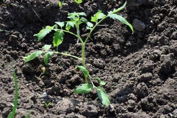 งอกในดิน