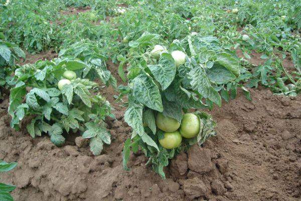 การปลูกมะเขือเทศ