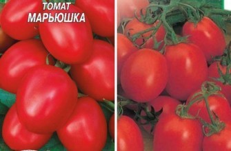 มะเขือเทศมาริอุสก้า