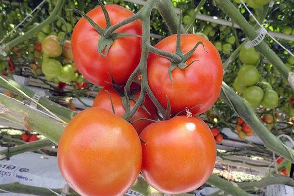 แปรงมะเขือเทศ