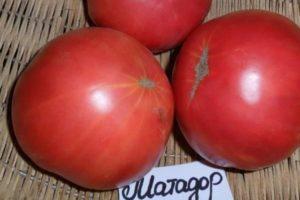 Description de la tomate Matador et culture de la variété pour une récolte de haute qualité
