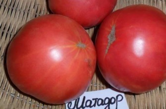 มะเขือเทศมาทาดอร์