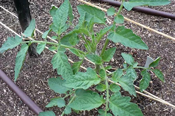 มะเขือเทศการ์เตอร์