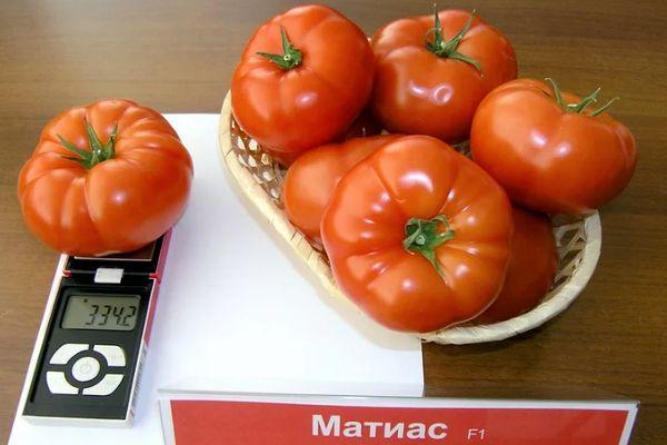 Tomate Matias