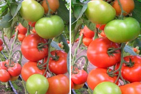 Buissons de tomates